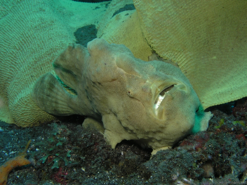 Giant Frogfish